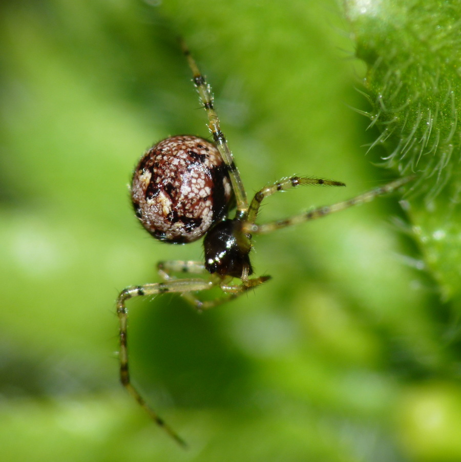 Theridion sp.